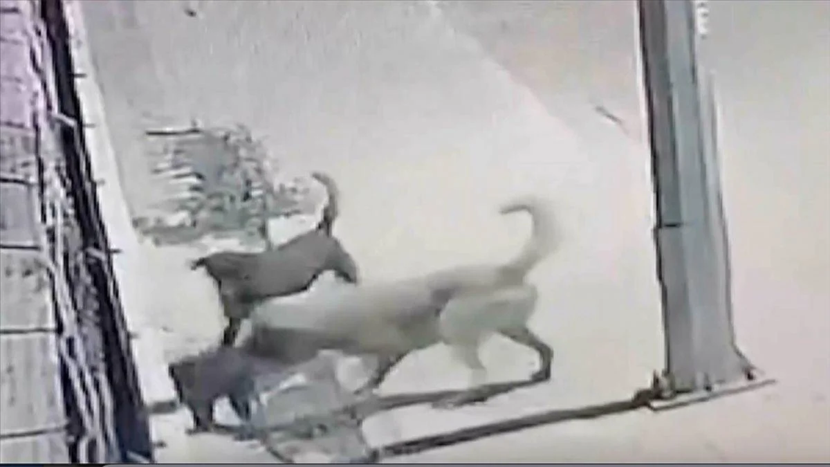 2 başıboş köpek yavrulu ev kedisini öldürdü