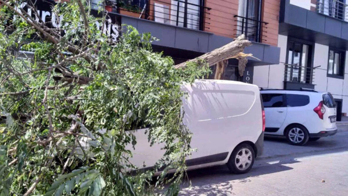 'Bu ağaç niye devrildi, nasıl devrildi bilemeyiz'
