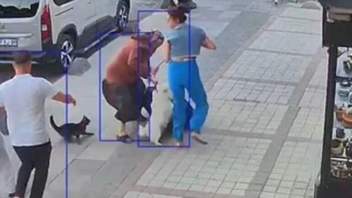 Dört ayaklıların hepsine 'gider yapan' kedi: Duman