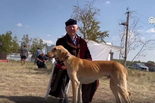 Nesli tükenen tazı ve töbet