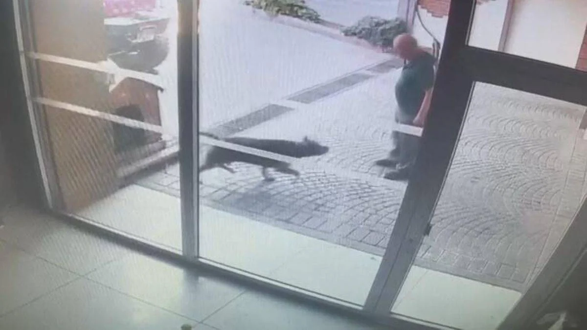 Pitbull cinsi köpeğin sahipleri yakalandı