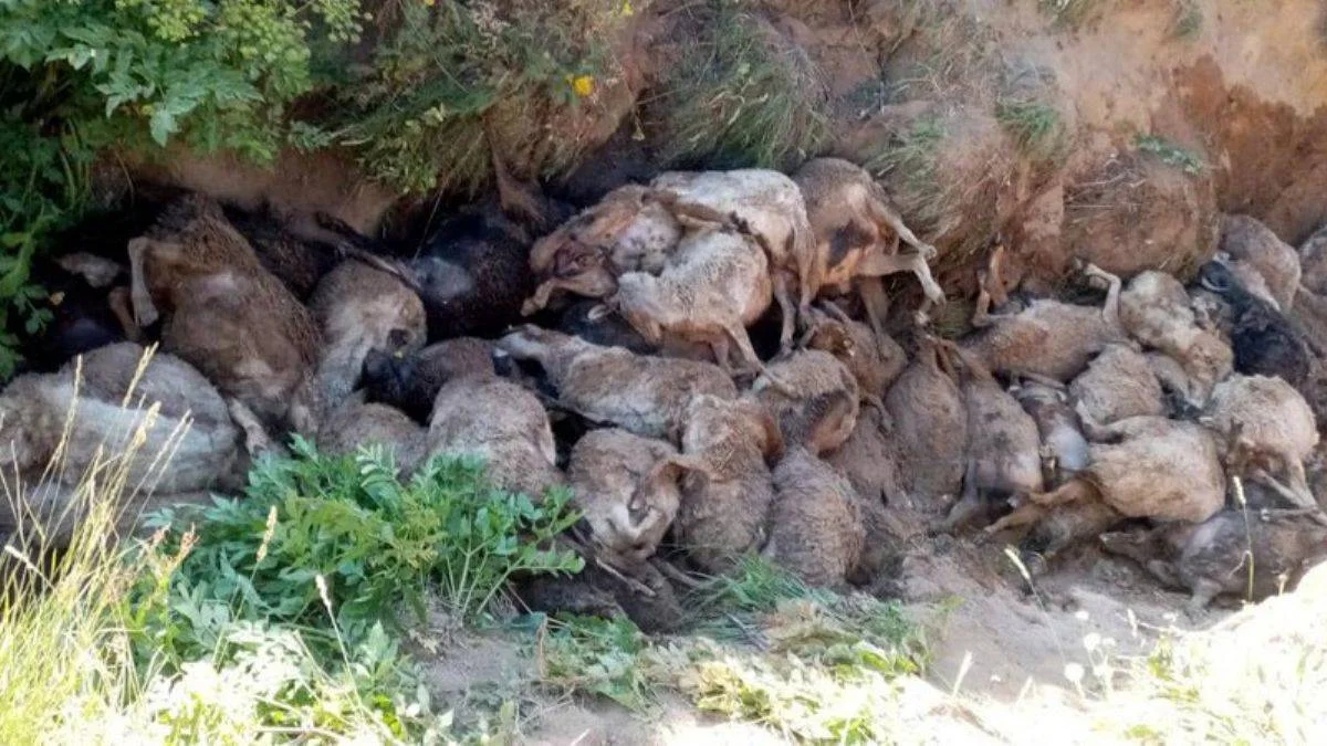 Van'da uçuruma atlayan 130 koyun öldü