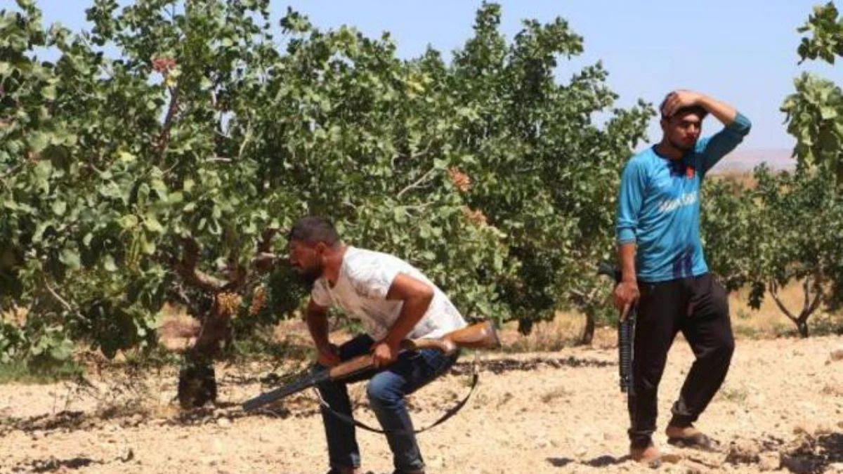 'Yeşil altın' Antep fıstığını günlük 1000 TL'ye koruyorlar