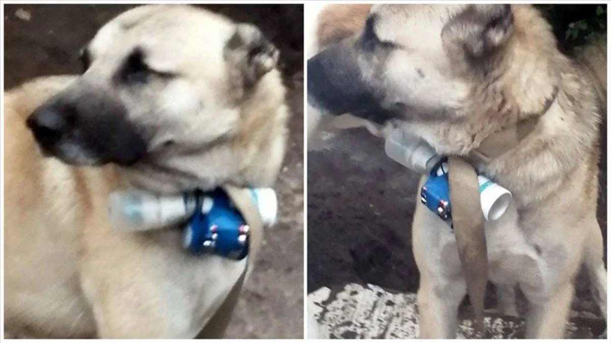 Azeri askerlerine bombalı köpekle saldırı
