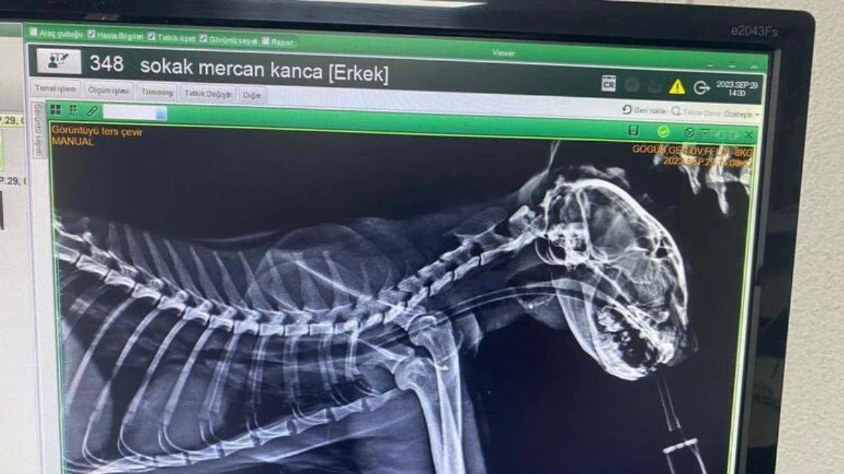 Boğazına 3 olta iğnesi takılan kediye operasyon