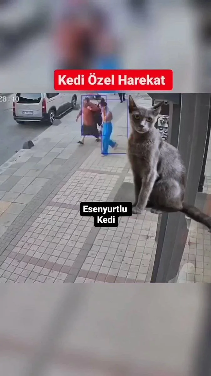 Bu kedi köpeklere nefes aldırmıyor