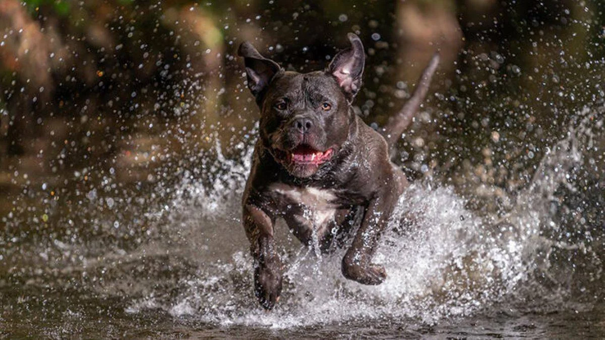 Çocuğa köpek saldırdı, İngiliz hükümeti harekete geçti!
