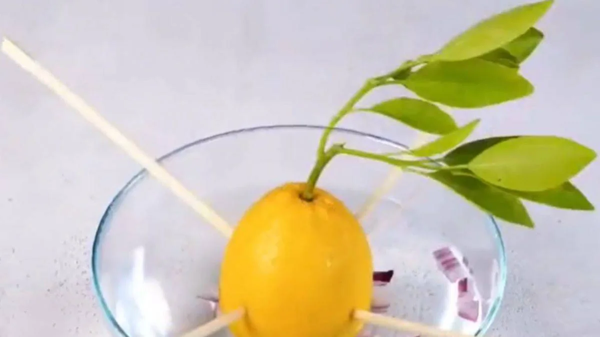 En pratik limon ağacı üretimi