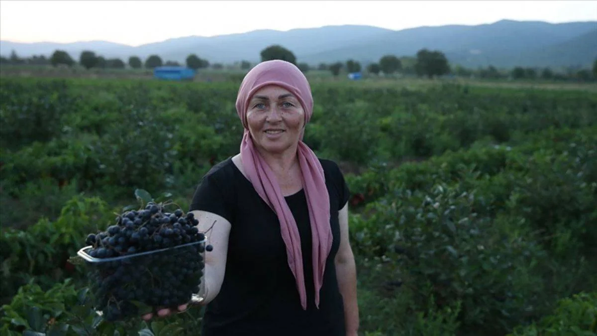 Kadın muhtar 'süper meyve'yi köyüne kazandırdı