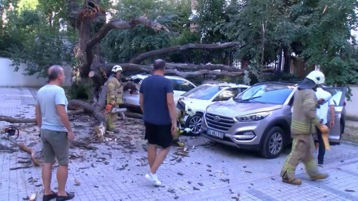 Kimse anlamadı! Ağaç devrildi, 51 daire icralık oldu