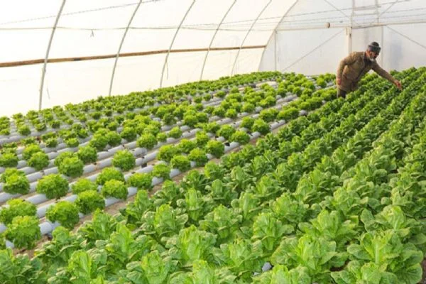 Kocaeli Gebze'deki seralar 2 bin kişiye istihdam sağlıyor
