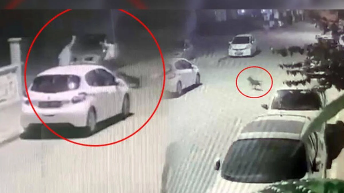 Sahipsiz Pitbull saldırdı, belediye yardım etmedi