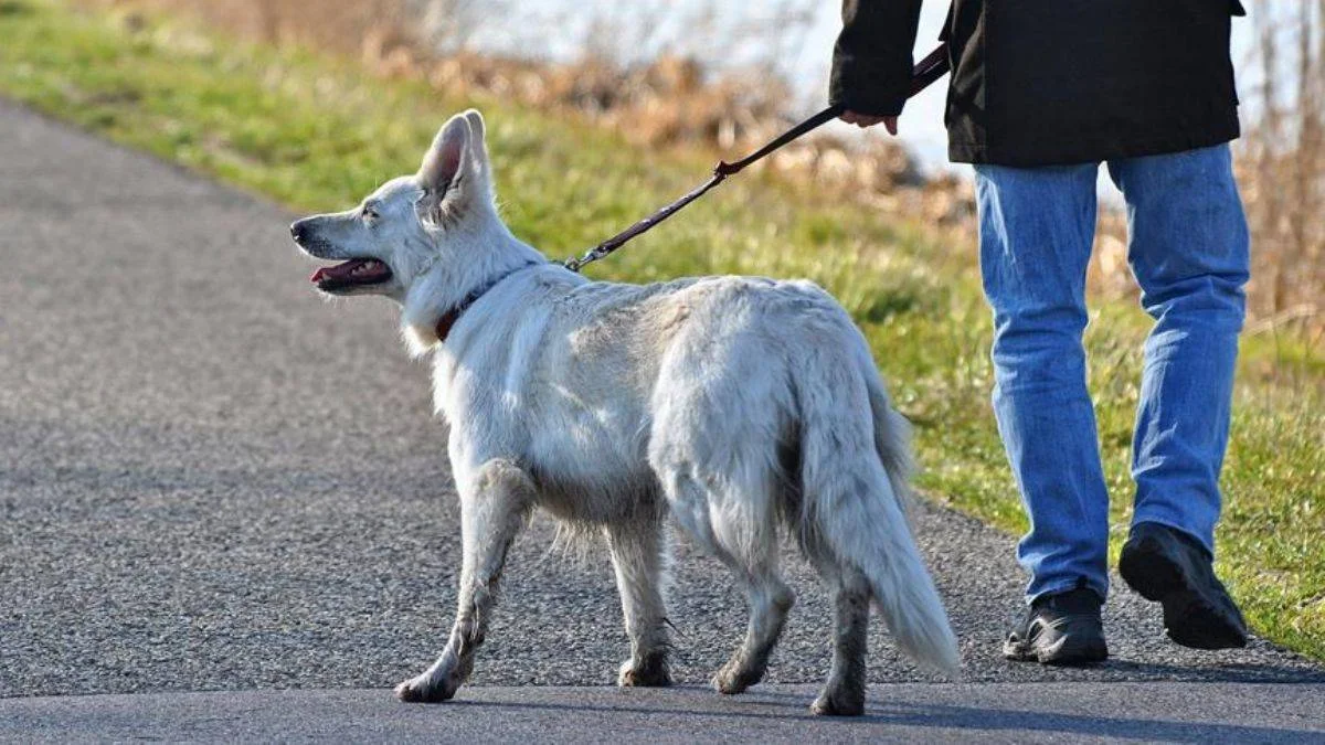 Sokakta dışkı yapan köpeklere DNA takibi