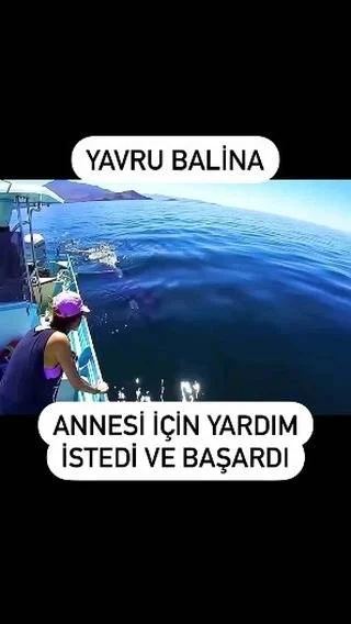 Yavru balina annesi için yardım istedi