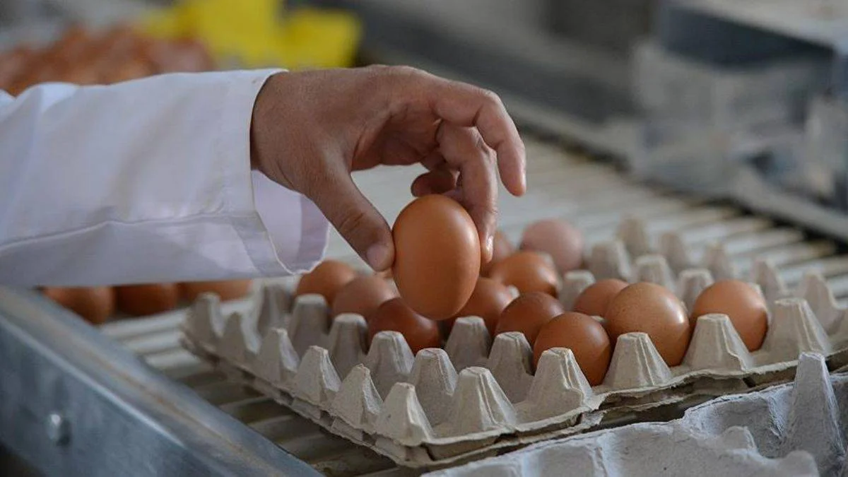 Yumurtanın fiyatı bir yılda ikiye katlandı