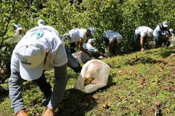 Düzce'den AB'ye gönderildi! 9 ayda tam 3 bin 868 ton
