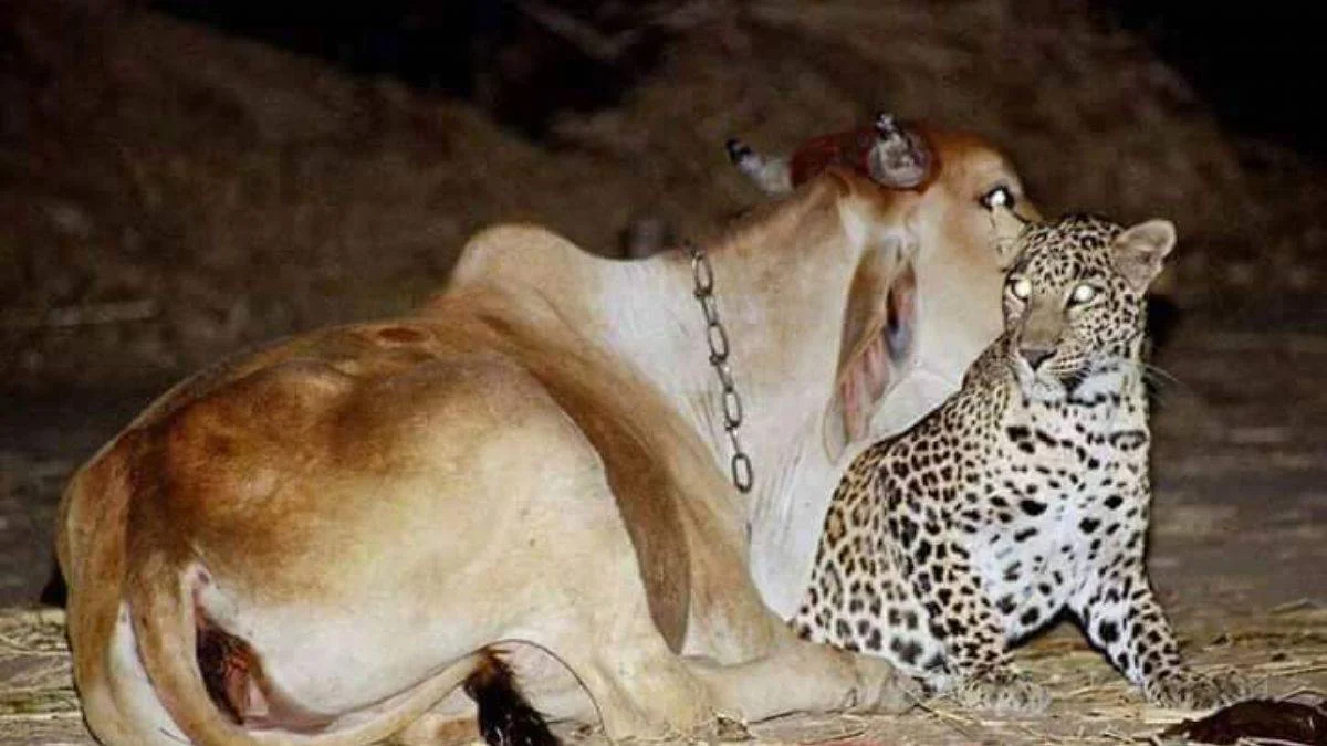 İnek ile leoparın ilginç yakınlığı