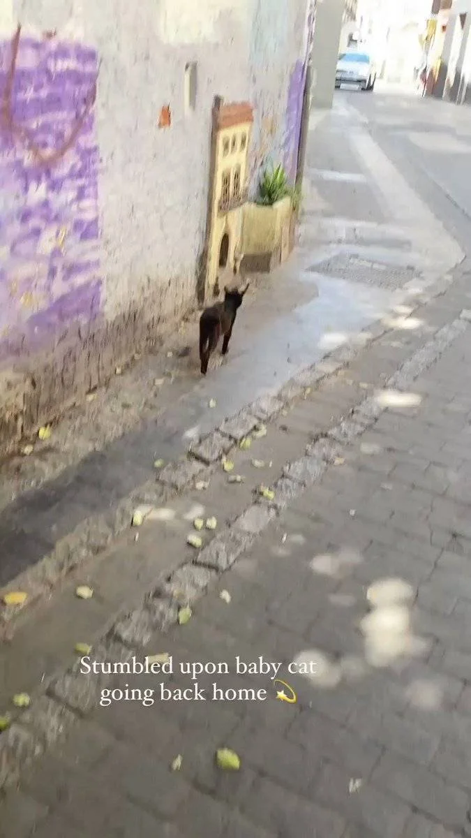 İspanya'da sokak kedileri için küçük evler