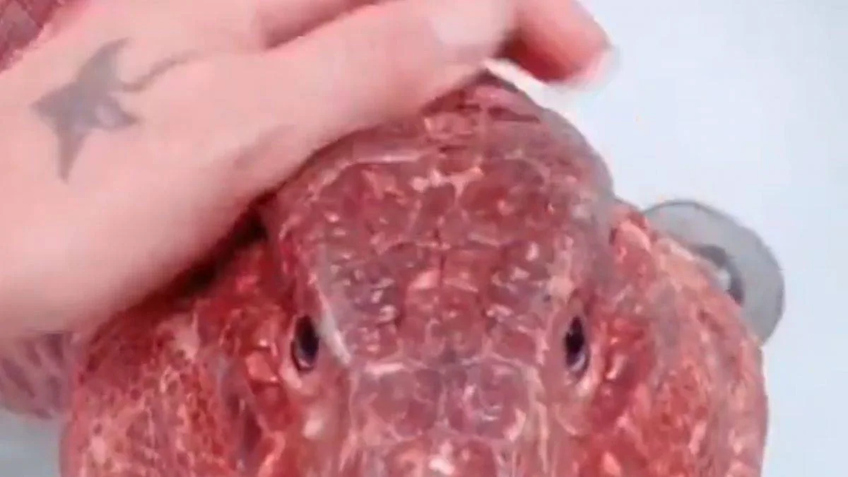 Tegu kertenkelesi