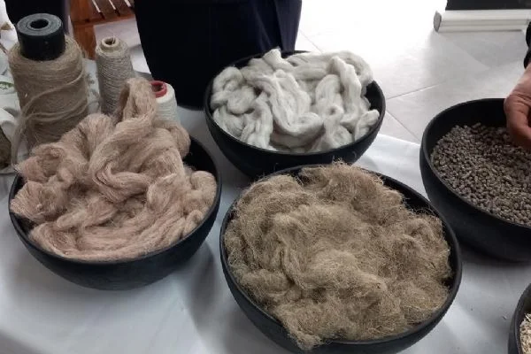 30 milyar dolara mal olacak! Samsun'da kenevir işleyecek fabrika tanıtıldı