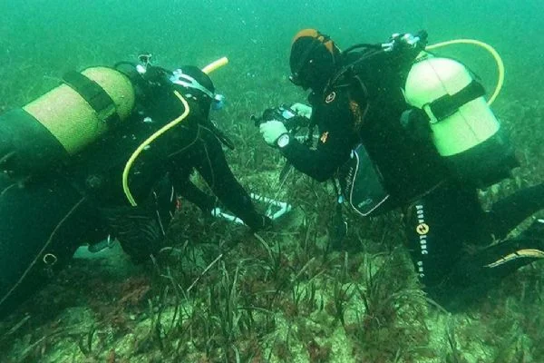 Bakanlık devreye girdi deniz çayırı popülasyonu artırma çalışmaları başladı
