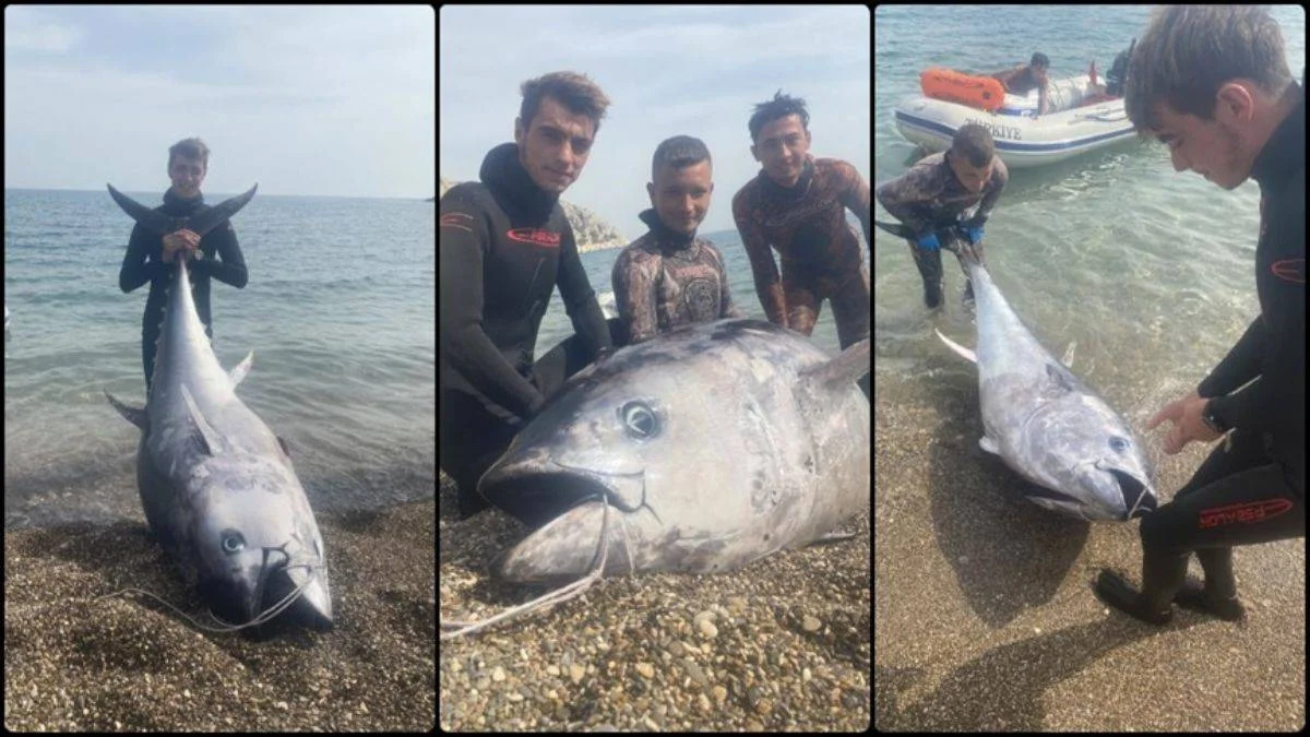 Mersin'de zıpkınla 150 kiloluk orkinos avlandı