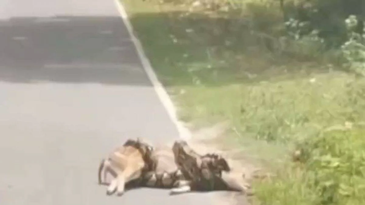 Piton saldırısından kurtulan geyik, böyle teşekkür etti
