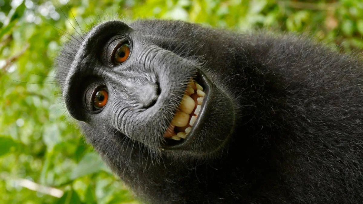 Psikiyatri otoritesi: Selfie çekmek ruhsal bozukluk