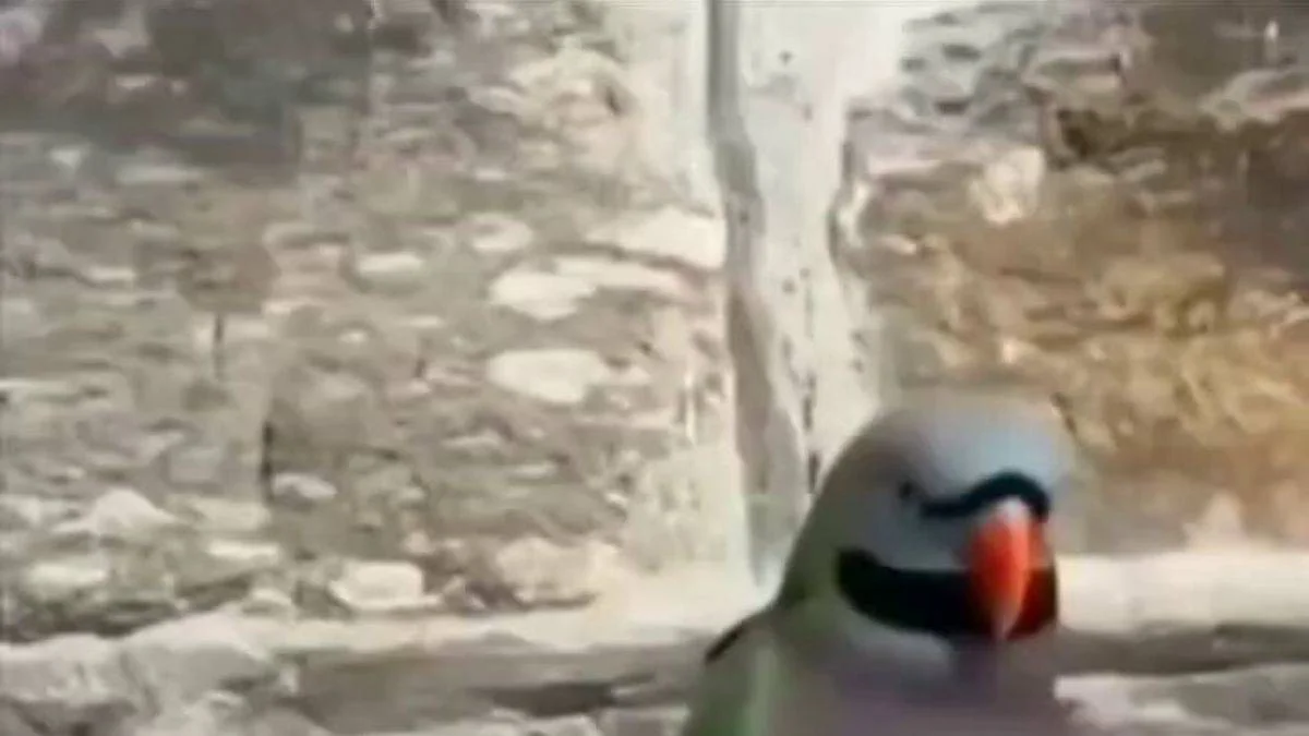 Temas bağımlısı bir papağan
