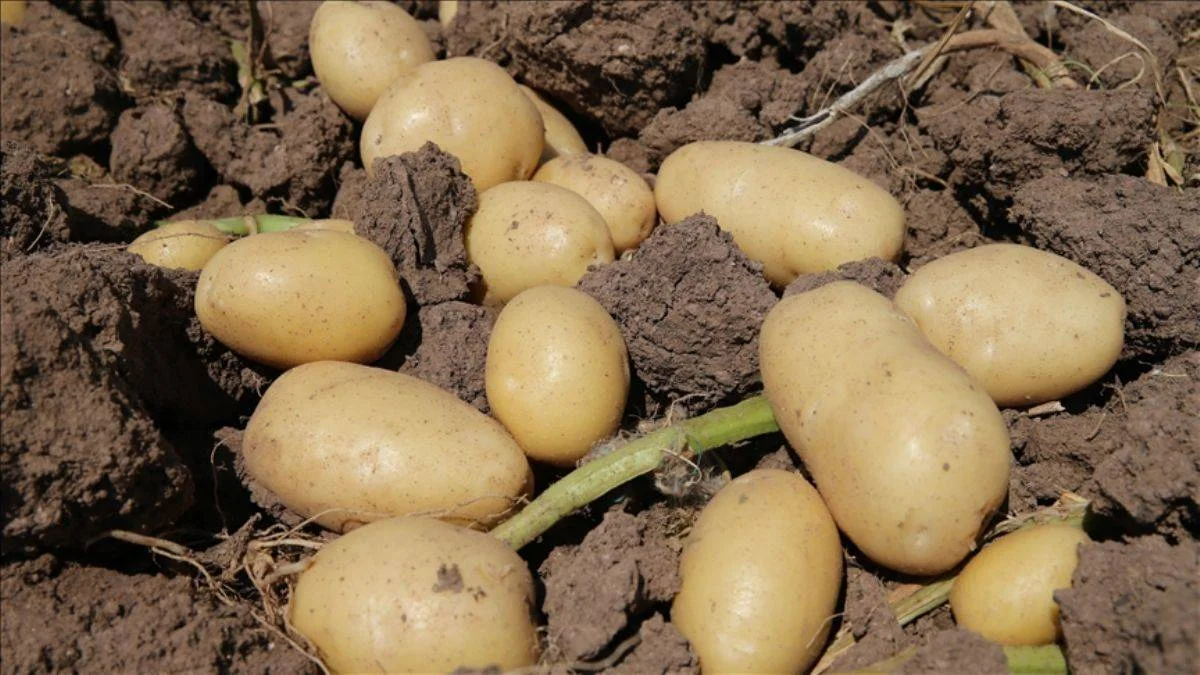 Uzay araştırmaları fonu 'patates oldu'