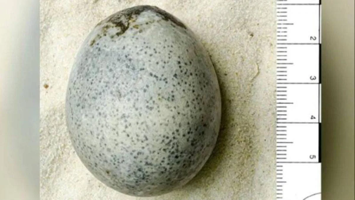 1700 yıllık yumurta sağlam çıktı