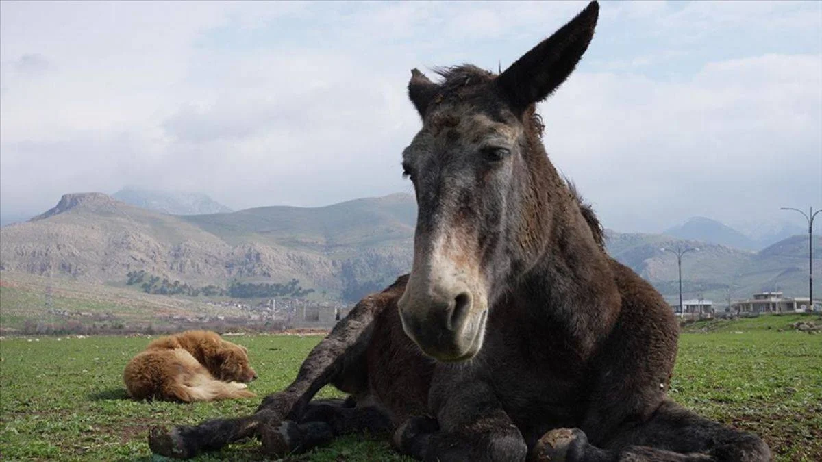 Köpekle katırın şaşırtan dostluğu; kimseyi yaklaştırmıyor