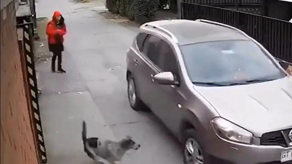 Küçük kızı sokak köpeği kurtardı