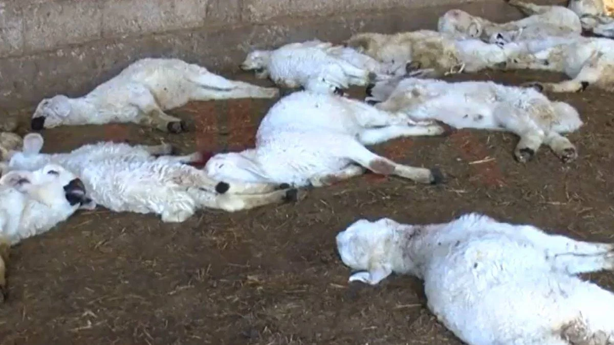 Kredi ile aldığı kuzuları başıboş köpekler öldürdü