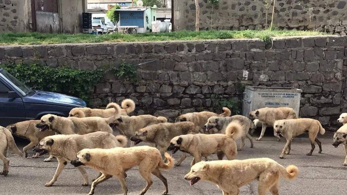 Anket: Başıboş köpekler hakkında vatandaş ne diyor?