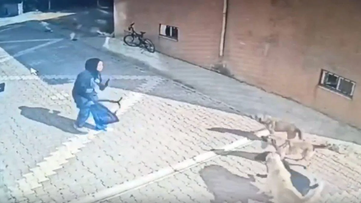 Başıboş köpek saldırıları durdurulamıyor! Liseli kız o anları anlattı