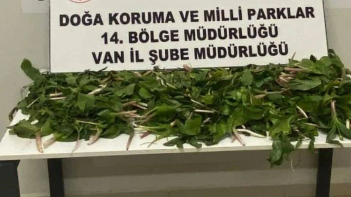 Bitki kaçakçısı 6 İranlı yakalandı