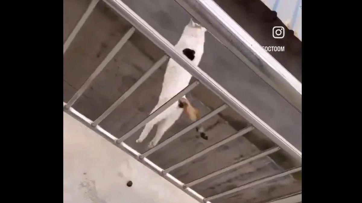 Çılgın kedi