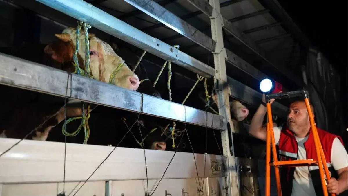 İstanbul'a kurbanlık hayvan girişleri başladı
