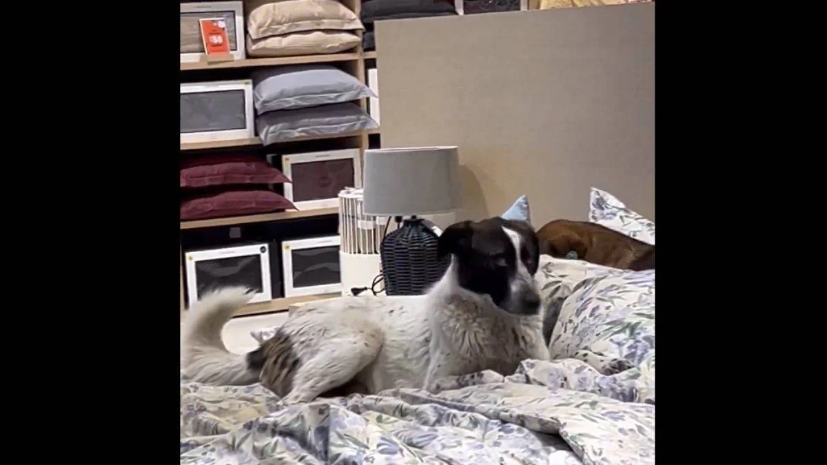 Ünlü mağazadan 'yatakta başıboş köpek' şovu