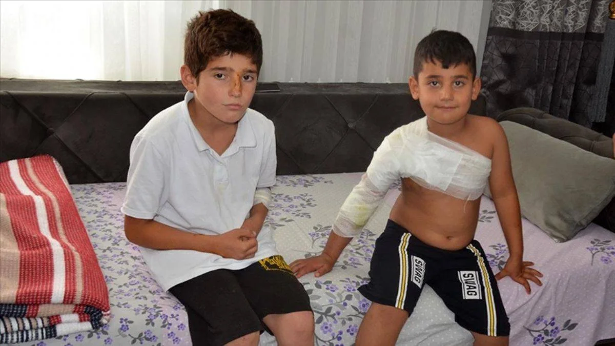 Başıboş köpek yasası düzenlemesi kabul edildi