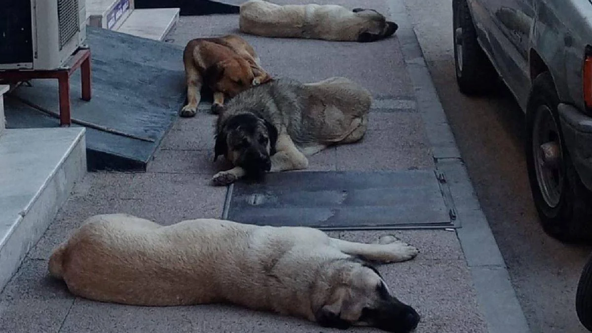 KDK'dan başıboş köpek uyarısı