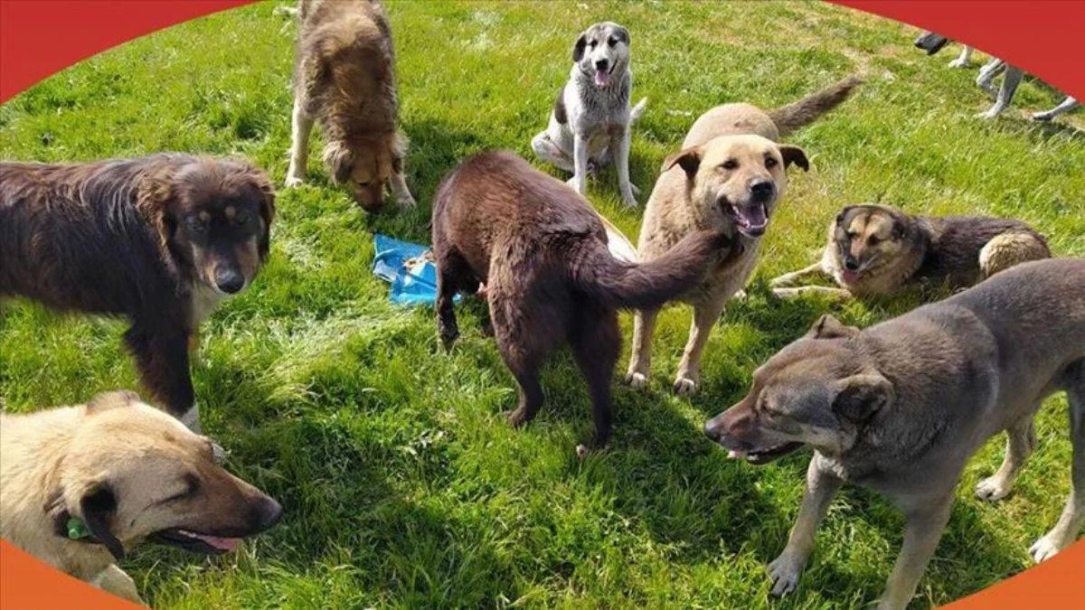 MASAK başıboş köpek raporu: Paralar mama lobisine akıyor