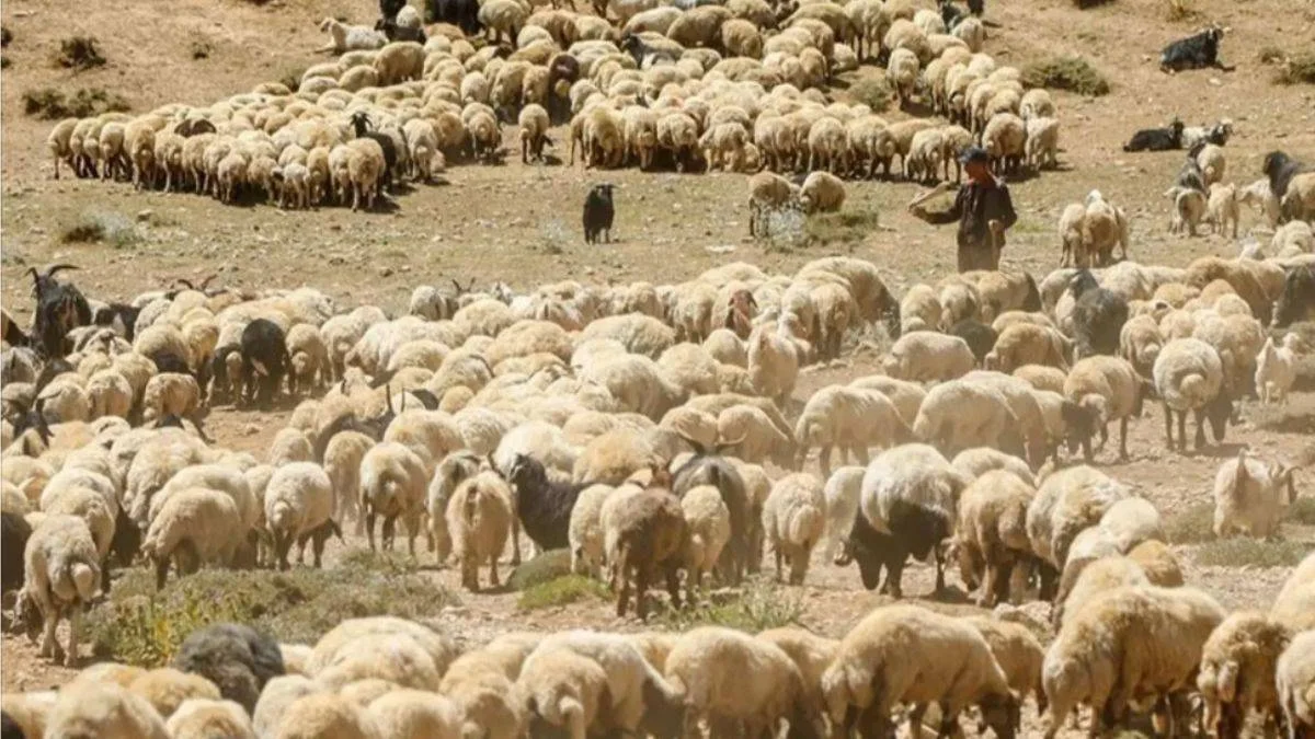 300 bin yetiştiricinin küçükbaş hayvancılık desteklerinden yararlanması bekleniyor