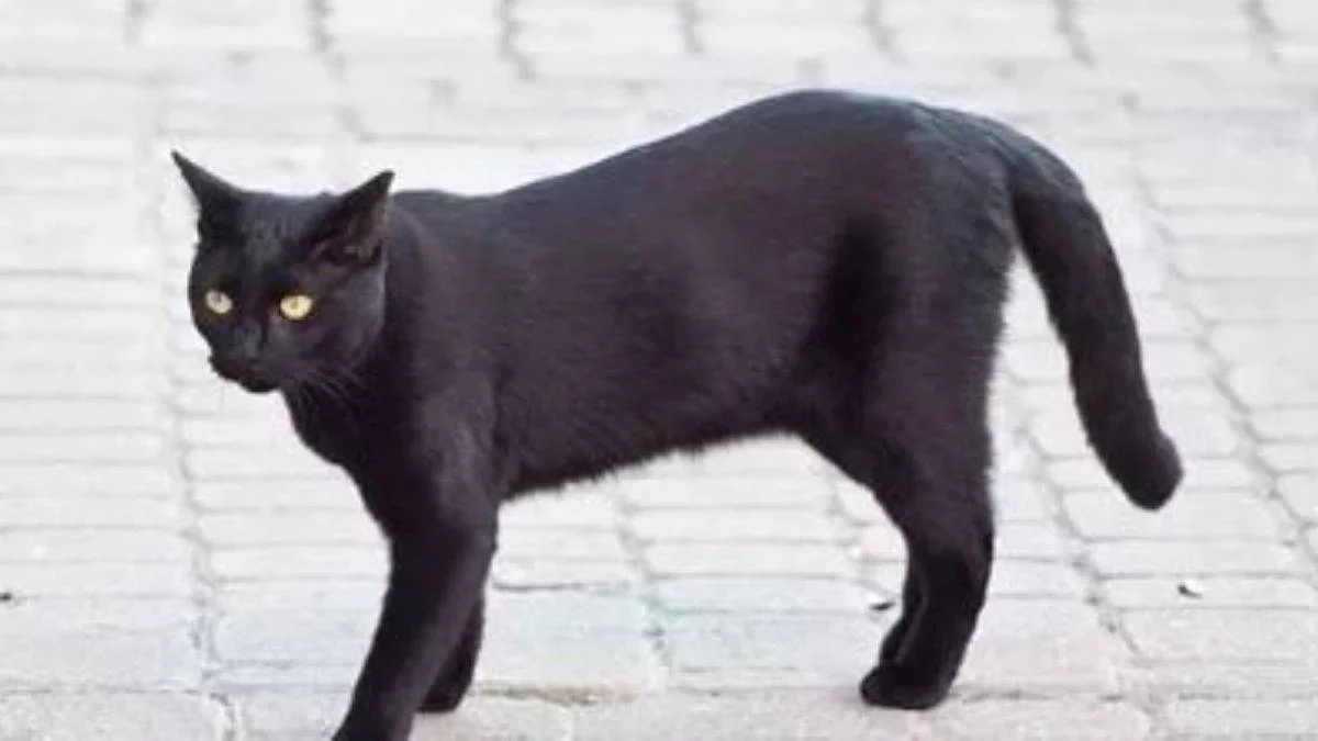 Kara kedi görmek neden uğursuzluk getirir?