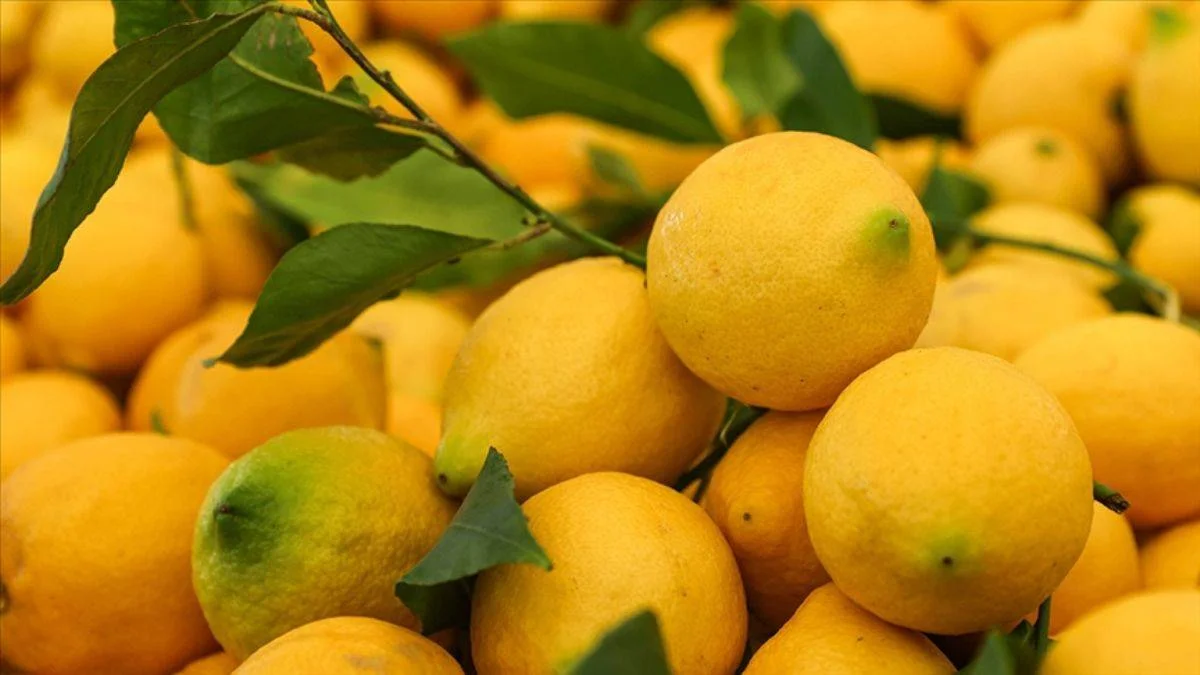 Limon fiyatları neden yüksek? Bakanlıktan açıklama