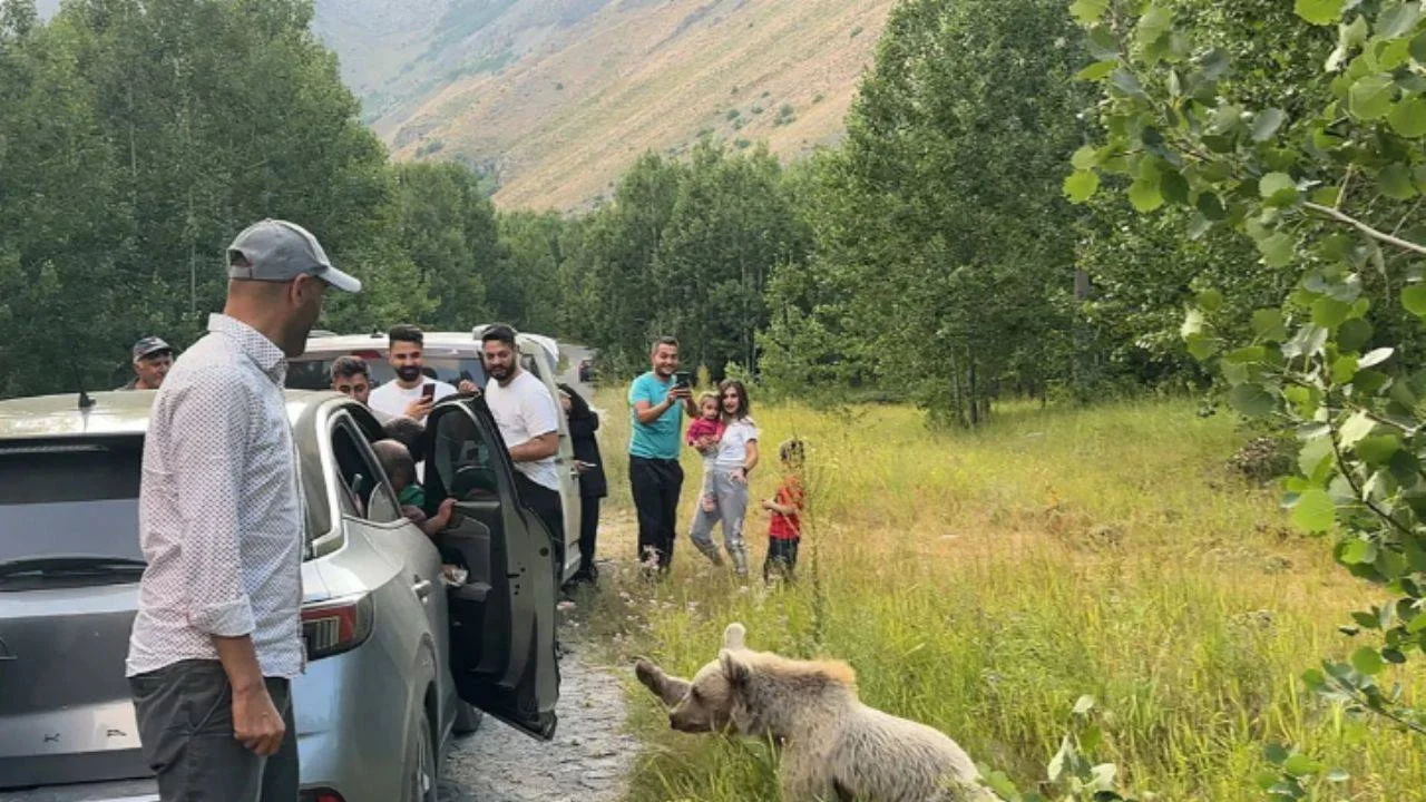 Bitlis'te akıl almaz anlar! Ayıyla selfie çekip cips verdiler!