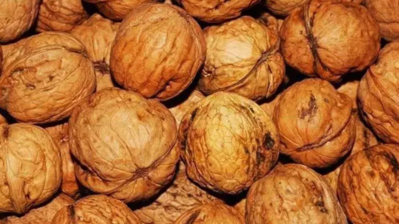 İbn-i Sina'nın tavsiyesi: Beyni fişek gibi yapan mucize besin