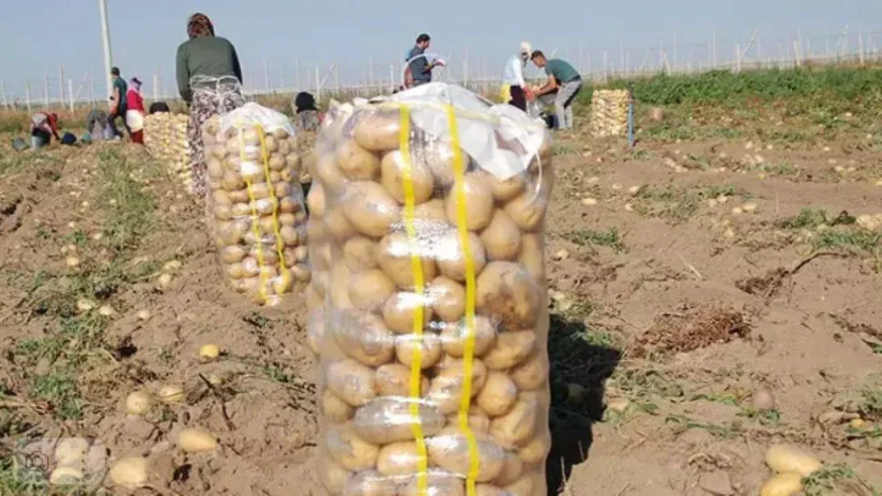 Kilosu 4 TL'ye düşen patatesin mucizevi faydaları!