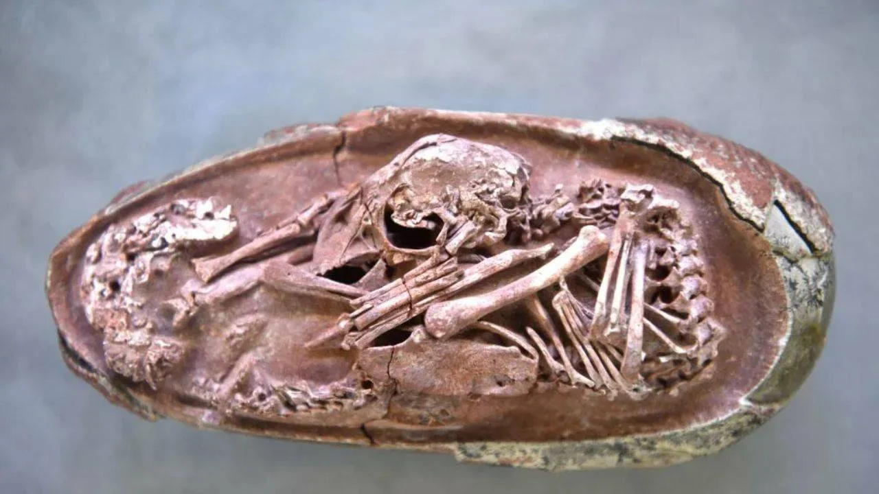 80 milyon yıllık el değmemiş dinozor yumurtaları keşfedildi